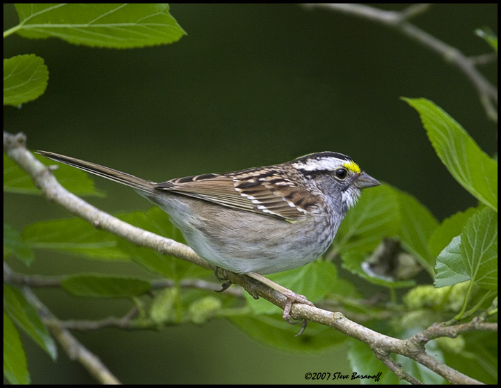 07sb4227 white throated sparrow.jpg